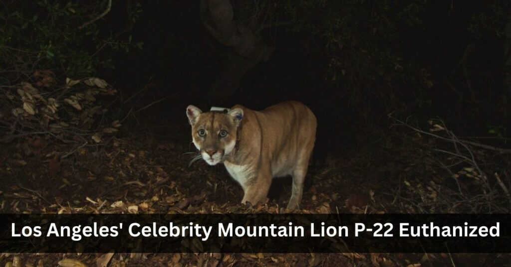 Los Angeles' Celebrity Mountain Lion P-22 Euthanized