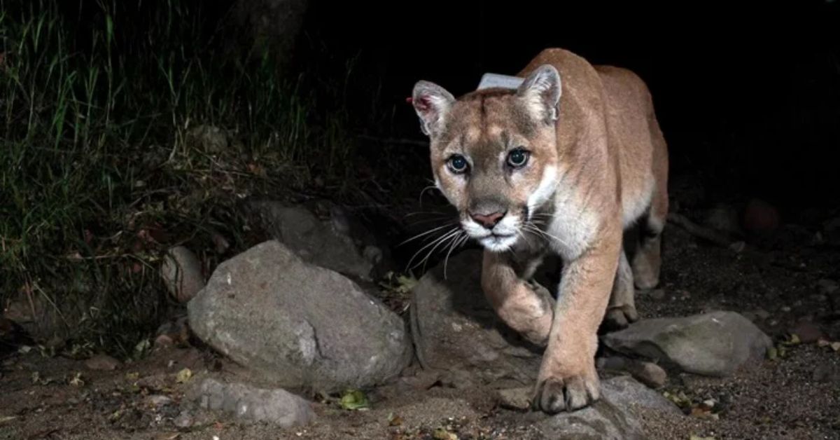 Los Angeles' Celebrity Mountain Lion P-22 Euthanized