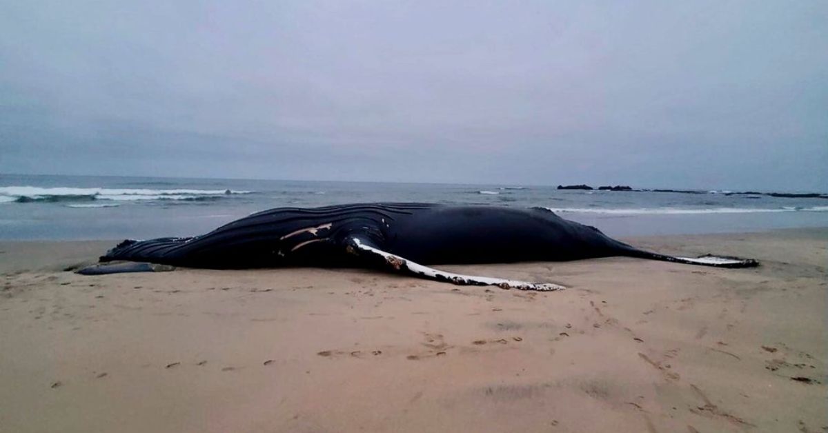 Why Whale Deaths Are Dividing Environmentalists
