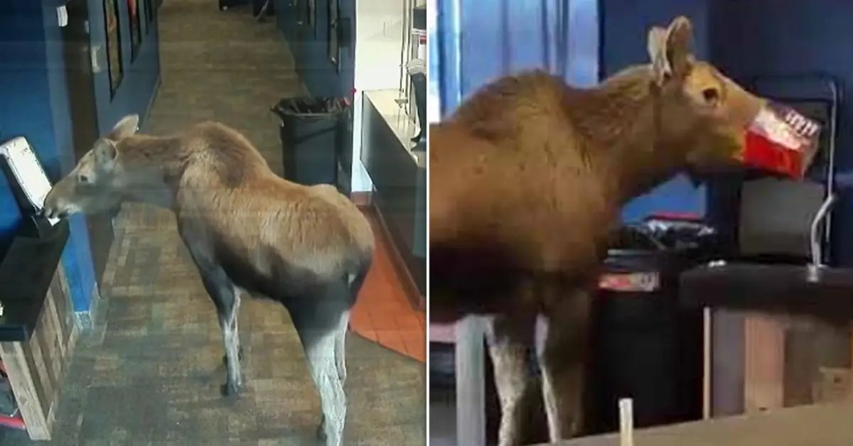 Alaska Movie Theatre Catches Moose Snacking On Popcorn