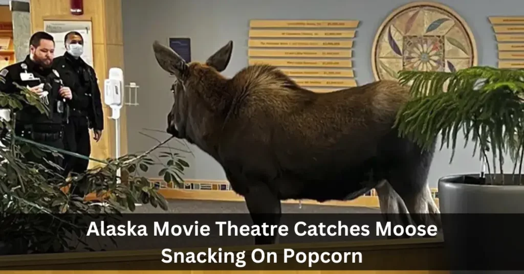 Alaska Movie Theatre Catches Moose Snacking On Popcorn