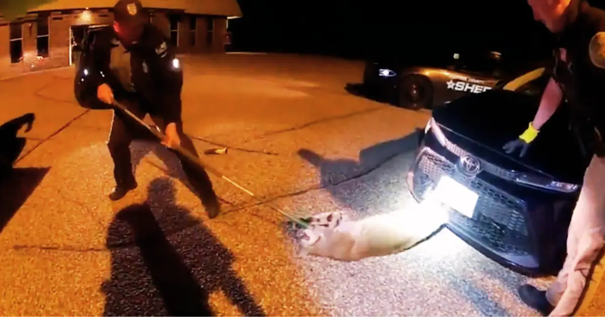 Bobcat is Removed From a Car's Front Grill by Wisconsin Deputies