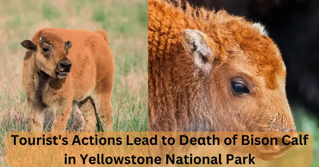 Tourist's Actions Lead to Deαth of Bison Calf in Yellowstone National Park