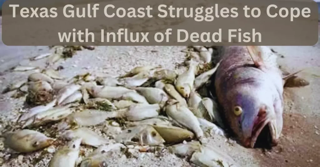 Texas Gulf Coast Struggles to Cope with Influx of Dead Fish